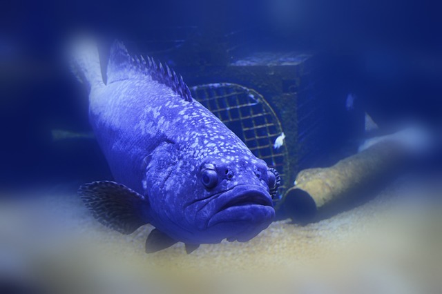 Život v hlubinách oceánů a mořské příšery